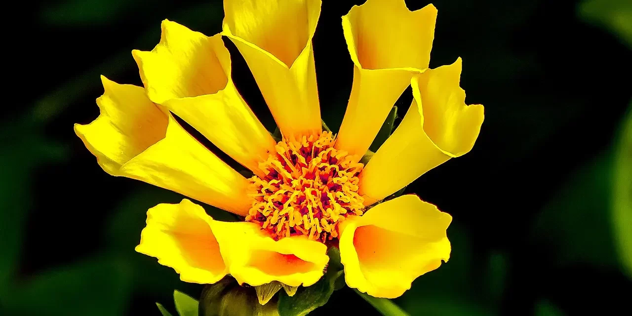 🌿 A New Heaven and a New Earth: Heaven Becomes New When Man Is Reborn Into It | Master Woo Myung | Santa Clara Meditation