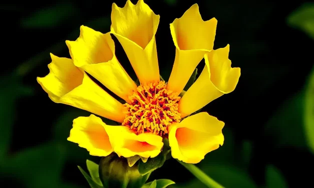 🌿 A New Heaven and a New Earth: Heaven Becomes New When Man Is Reborn Into It | Master Woo Myung | Santa Clara Meditation