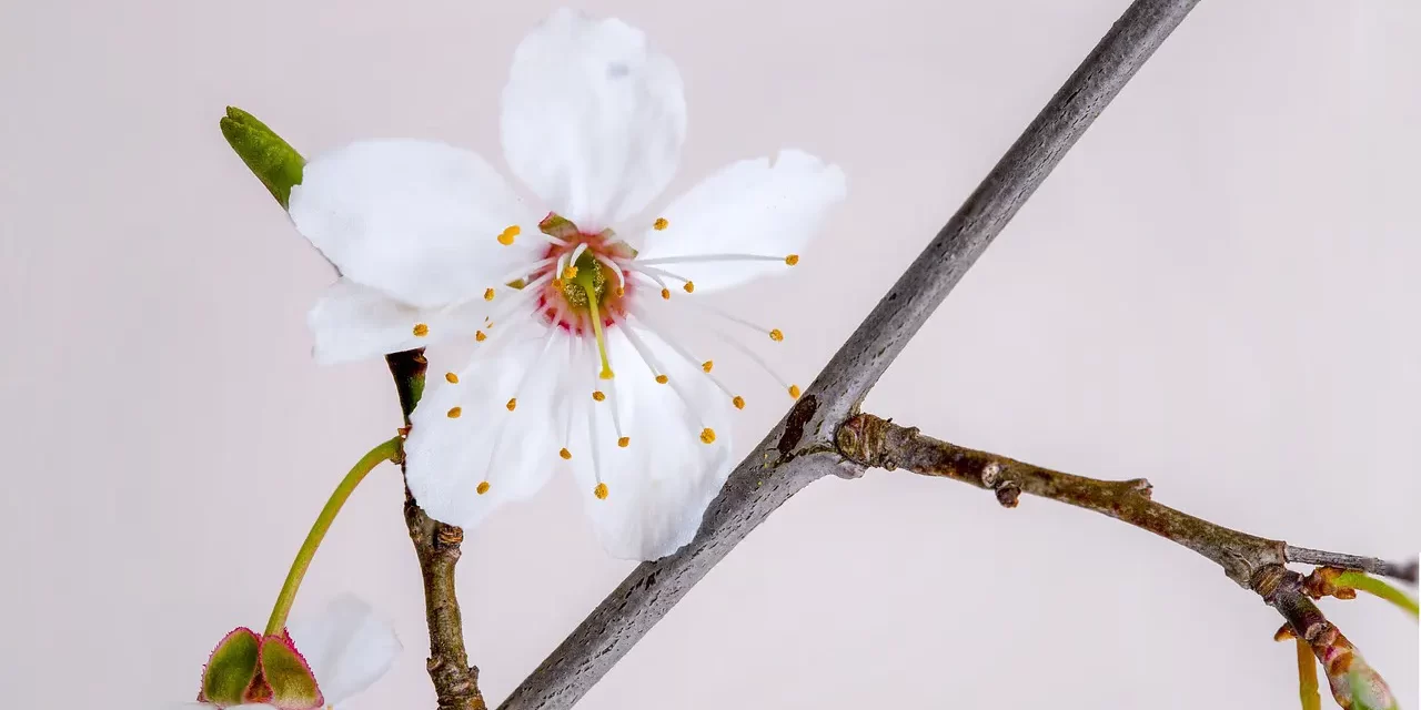 🌟 THE MEANING OF A HIGH LEVEL OF DŌ: The meaning of dō is Truth | MASTER WOO MYUNG | SANTA CLARA MEDITATION