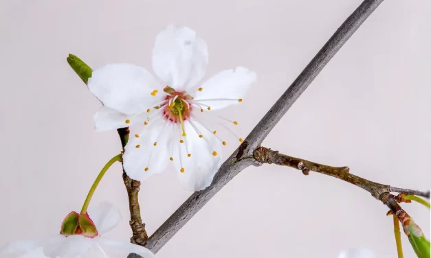 🌟 THE MEANING OF A HIGH LEVEL OF DŌ: The meaning of dō is Truth | MASTER WOO MYUNG | SANTA CLARA MEDITATION