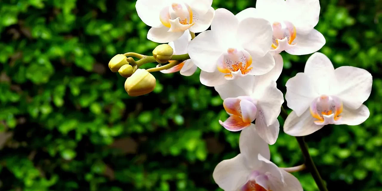 🌄 A POEM OF MAN: HEAVEN, EARTH, AND MAN AS ONE | MASTER WOO MYUNG | SANTA CLARA MEDITATION