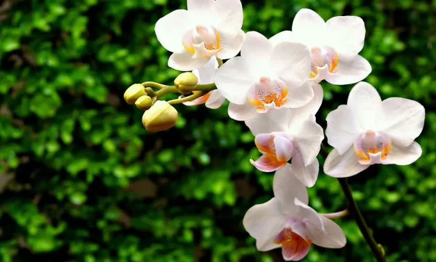 🌄 A POEM OF MAN: HEAVEN, EARTH, AND MAN AS ONE | MASTER WOO MYUNG | SANTA CLARA MEDITATION