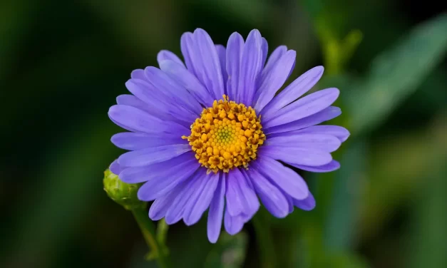 🌌 The Universe Is the Great, Living Soul and Spirit: Eternal Energy and Light Beyond Death | MASTER WOO MYUNG | SANTA CLARA MEDITATION