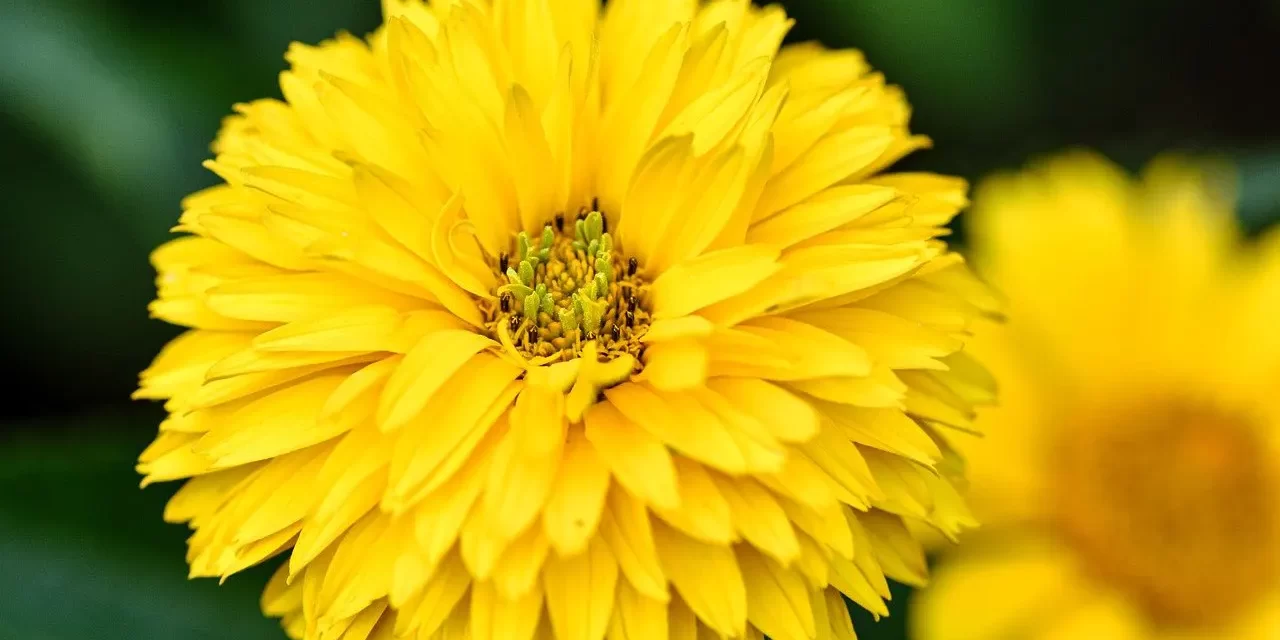 🌸 Character: true goodness beyond the human self | Master Woo Myung | Santa Clara Meditation