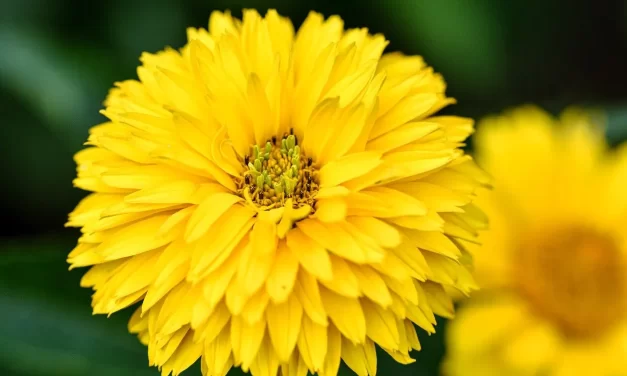 🌸 Character: true goodness beyond the human self | Master Woo Myung | Santa Clara Meditation