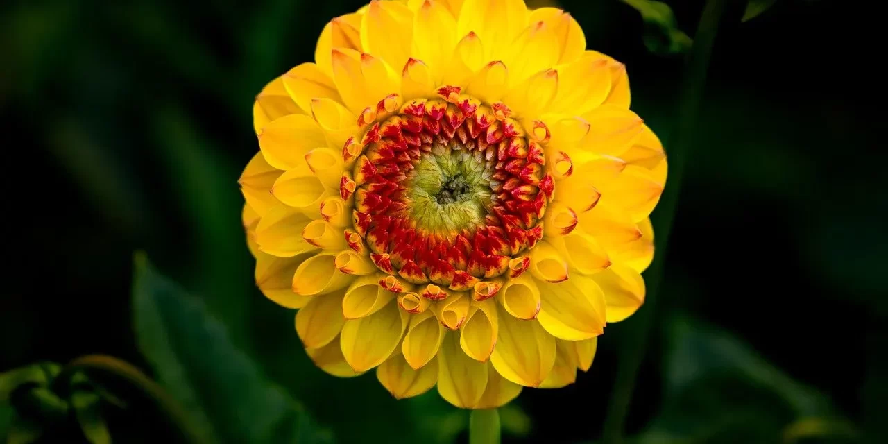 🌟 WHAT IS WISDOM?: Wisdom is when you have the mind of Truth and are born as Truth | MASTER WOO MYUNG | SANTA CLARA MEDITATION