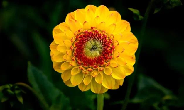 🌟 WHAT IS WISDOM?: Wisdom is when you have the mind of Truth and are born as Truth | MASTER WOO MYUNG | SANTA CLARA MEDITATION