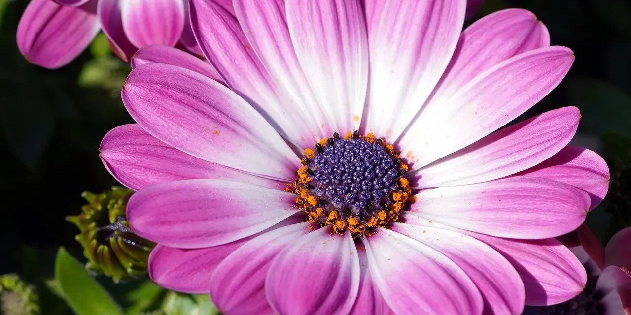 🪶 ATTACHMENTS: LETTING GO OF POSSESSION TO LIVE FREELY IN TRUTH | MASTER WOO MYUNG | SANTA CLARA MEDITATION