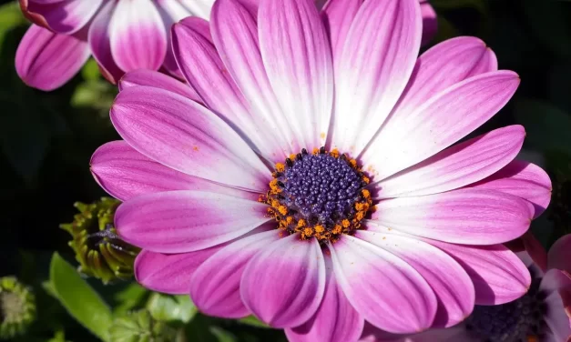 🪶 ATTACHMENTS: LETTING GO OF POSSESSION TO LIVE FREELY IN TRUTH | MASTER WOO MYUNG | SANTA CLARA MEDITATION