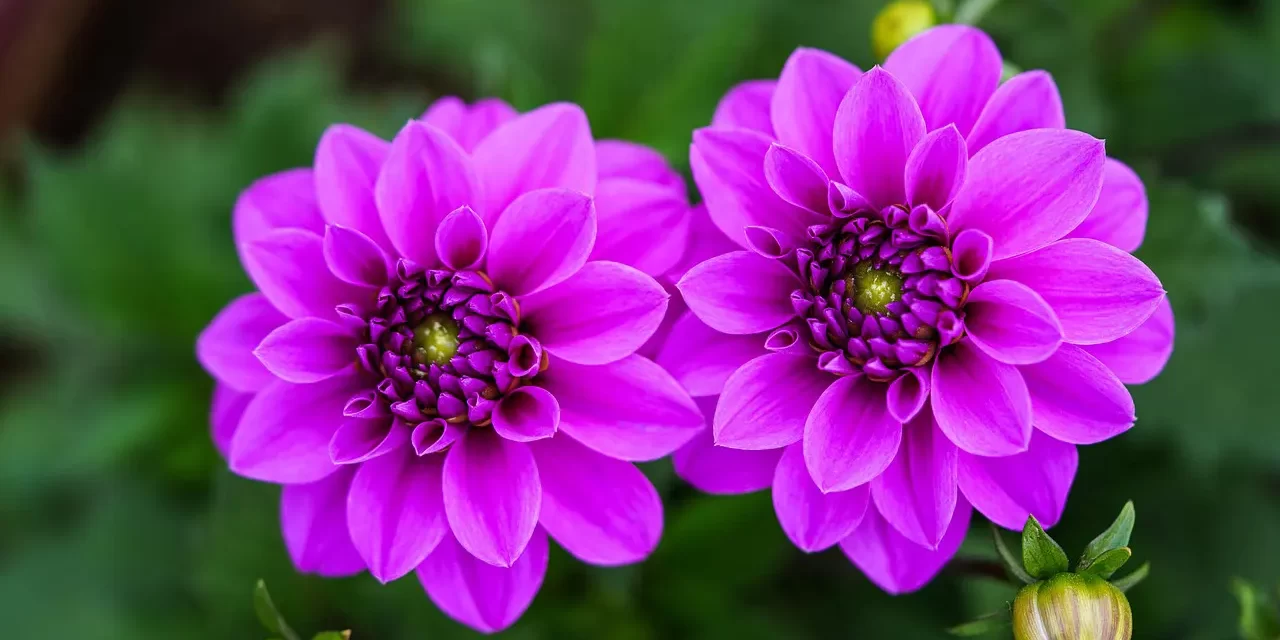 ✨ WHAT IS THE DIFFERENCE BETWEEN A HOLY SAINT AND A COMPLETE PERSON? | MASTER WOO MYUNG | SANTA CLARA MEDITATION