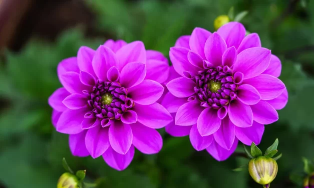 ✨ WHAT IS THE DIFFERENCE BETWEEN A HOLY SAINT AND A COMPLETE PERSON? | MASTER WOO MYUNG | SANTA CLARA MEDITATION