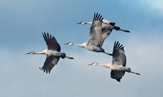🕊️ IN ME EXISTS THE TEMPLE OF GOD AND THE SANCTUM OF BUDDHA: THE INFINITE MIND OF TRUTH | MASTER WOO MYUNG | SANTA CLARA MEDITATION