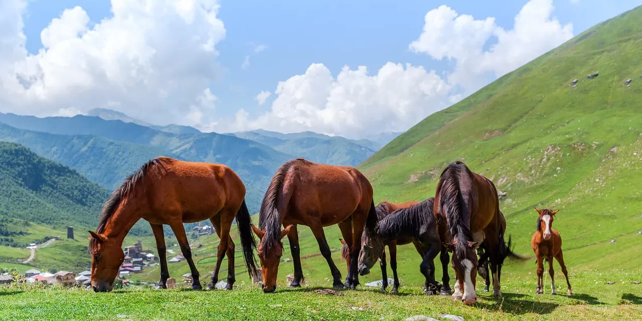 🌟 MAN ENDS UP FOLLOWING HIS MIND: FALSEHOOD OR TRUTH | MASTER WOO MYUNG | SANTA CLARA MEDITATION