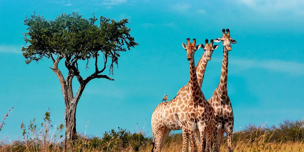 ✨ EYES AND EARS: Only those whose hearts are open will be able to see and hear | MASTER WOO MYUNG | SANTA CLARA MEDITATION