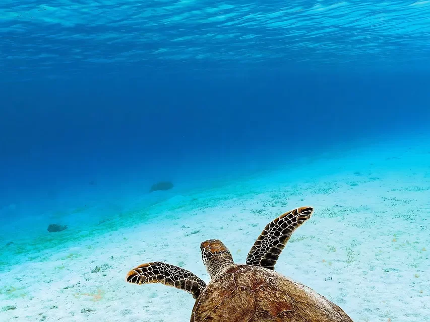 ☀️ HOW TO FOCUS AND IMPROVE CONCENTRATION: CLEARING THE FALSE MIND | MASTER WOO MYUNG | SANTA CLARA MEDITATION