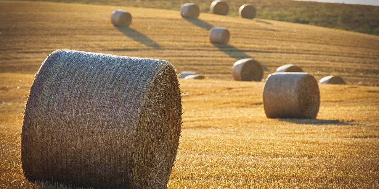 🍁 AUTUMN OF THE UNIVERSE, THE TIME OF HARVEST: Judgment Through Repentance and Inner God | MASTER WOO MYUNG | SANTA CLARA MEDITATION