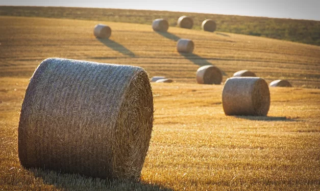 🍁 AUTUMN OF THE UNIVERSE, THE TIME OF HARVEST: Judgment Through Repentance and Inner God | MASTER WOO MYUNG | SANTA CLARA MEDITATION