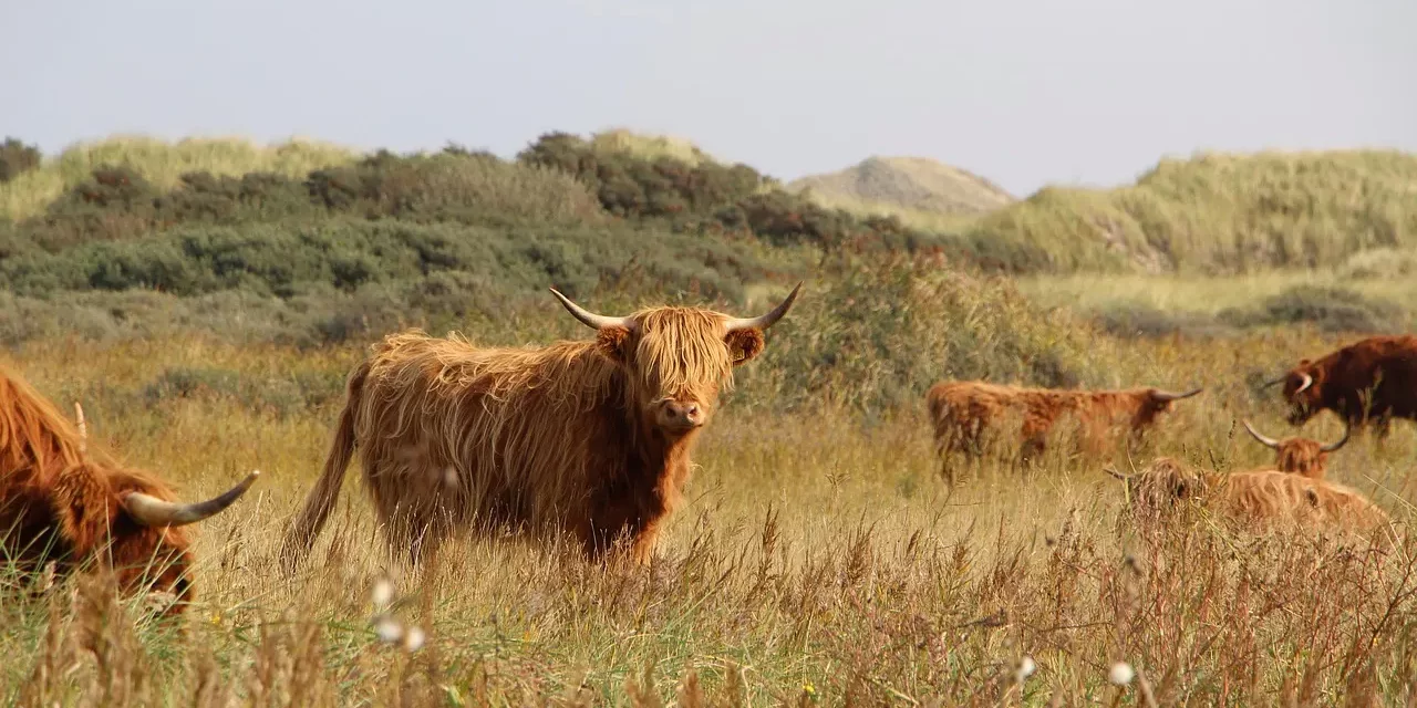 🌅 THE AGE OF MAN: RISING ABOVE TRUTH | MASTER WOO MYUNG | SANTA CLARA MEDITATION