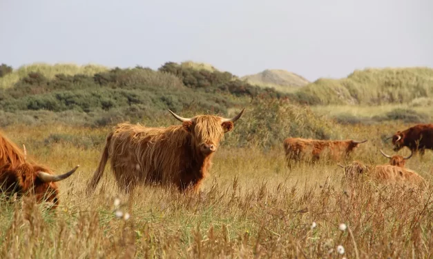 🌅 THE AGE OF MAN: RISING ABOVE TRUTH | MASTER WOO MYUNG | SANTA CLARA MEDITATION