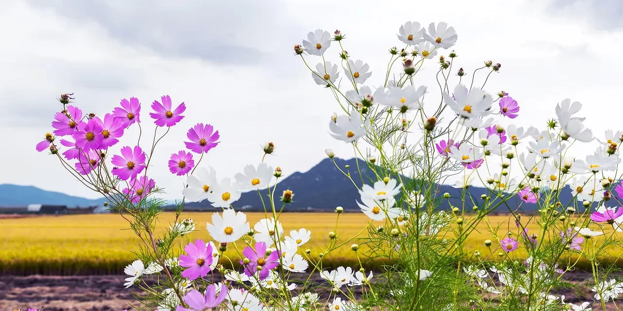 🌞 WHAT IS ENLIGHTENMENT AND HOW CAN WE BECOME ENLIGHTENED? | MASTER WOO MYUNG | SANTA CLARA MEDITATION