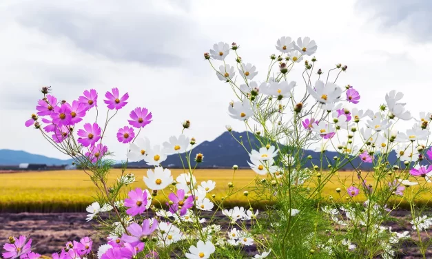 🌞 WHAT IS ENLIGHTENMENT AND HOW CAN WE BECOME ENLIGHTENED? | MASTER WOO MYUNG | SANTA CLARA MEDITATION