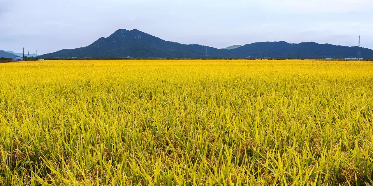 🌙 LONELY MIND: THE SOLITUDE OF TRUTH | MASTER WOO MYUNG | SANTA CLARA MEDITATION