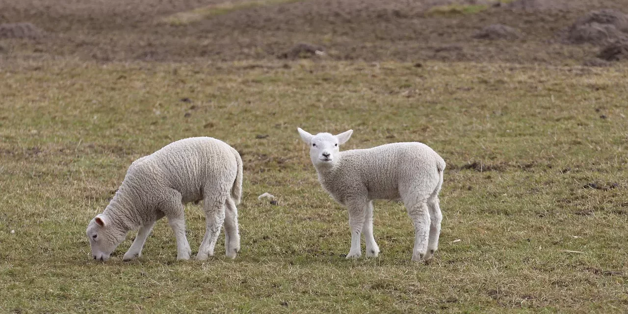 🌟 SCIENTISTS CLONING A SHEEP AND THE BOUNDARIES OF GOD AND MAN: God’s authority is nature’s flow | MASTER WOO MYUNG | SANTA CLARA MEDITATION