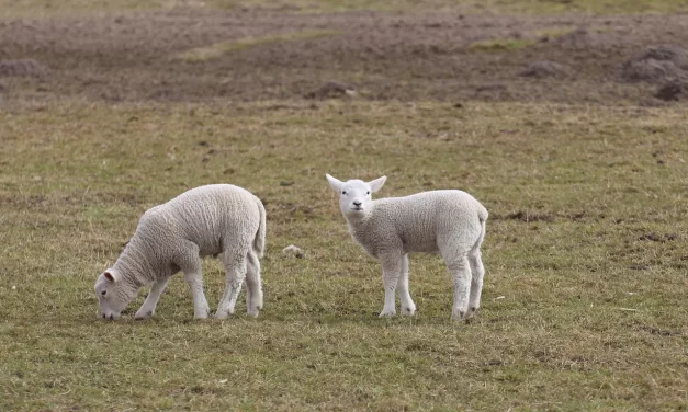 🌟 SCIENTISTS CLONING A SHEEP AND THE BOUNDARIES OF GOD AND MAN: God’s authority is nature’s flow | MASTER WOO MYUNG | SANTA CLARA MEDITATION