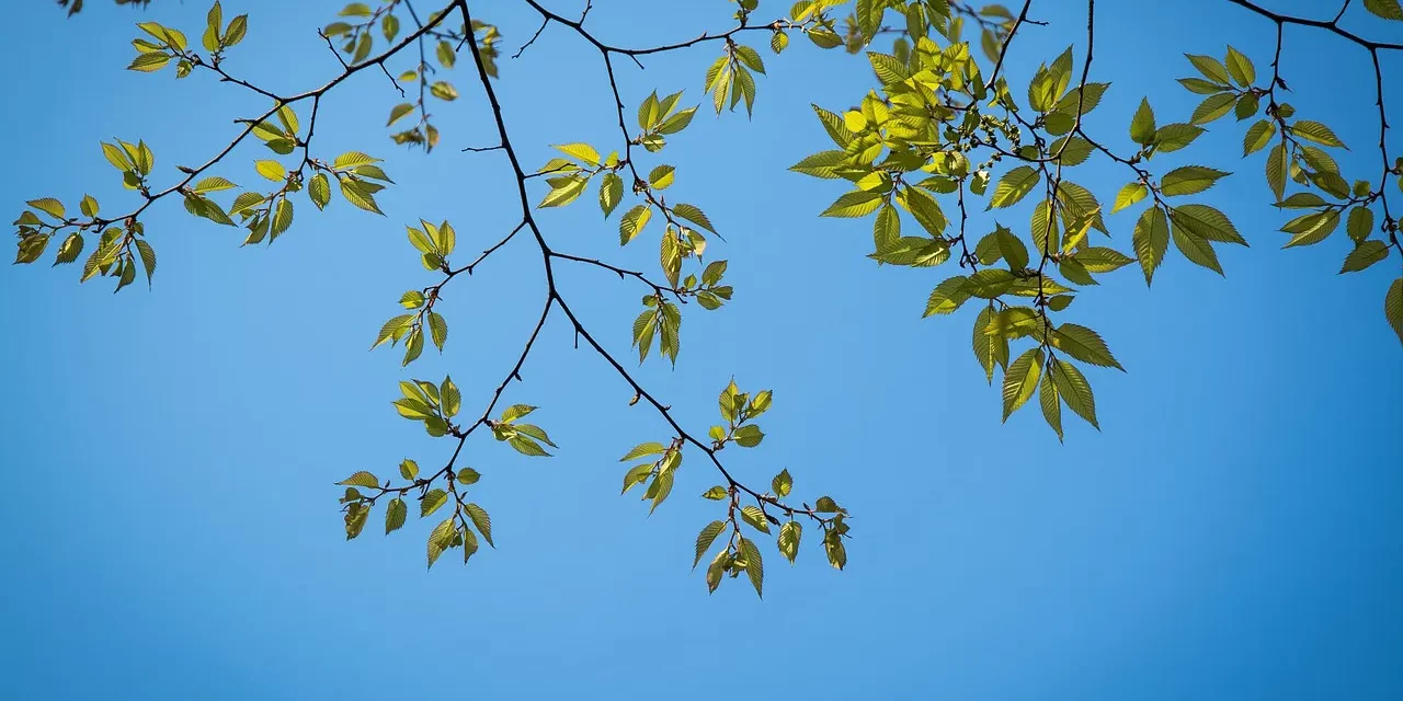 🌌 MIND III: SEEING THE TRUE MIND BEYOND SELF | MASTER WOO MYUNG | SANTA CLARA MEDITATION