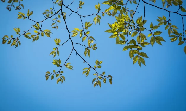 🌌 MIND III: SEEING THE TRUE MIND BEYOND SELF | MASTER WOO MYUNG | SANTA CLARA MEDITATION