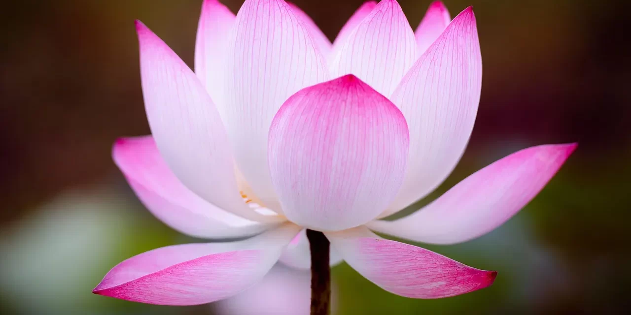 🌟 The Absence of Self Is Truth: Oneness Truth Buddha-kṣetra | Master Woo Myung | Santa Clara Meditation