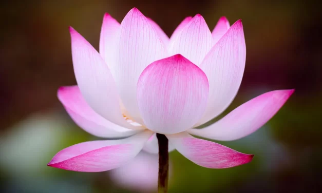 🌟 The Absence of Self Is Truth: Oneness Truth Buddha-kṣetra | Master Woo Myung | Santa Clara Meditation