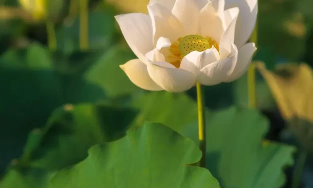 🌅 Enlightenment: The Key to Faith, Life, and Eternal Heaven | MASTER WOO MYUNG | SANTA CLARA MEDITATION