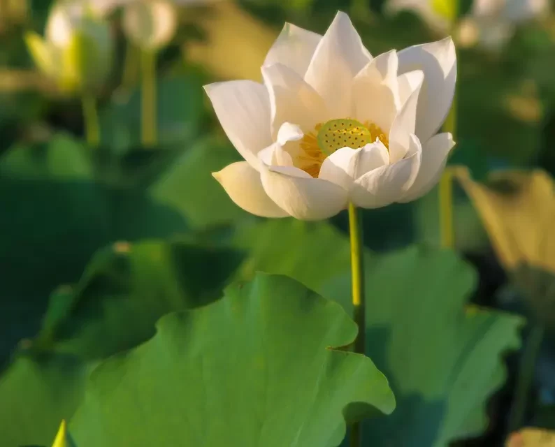 🌅 Enlightenment: The Key to Faith, Life, and Eternal Heaven | MASTER WOO MYUNG | SANTA CLARA MEDITATION