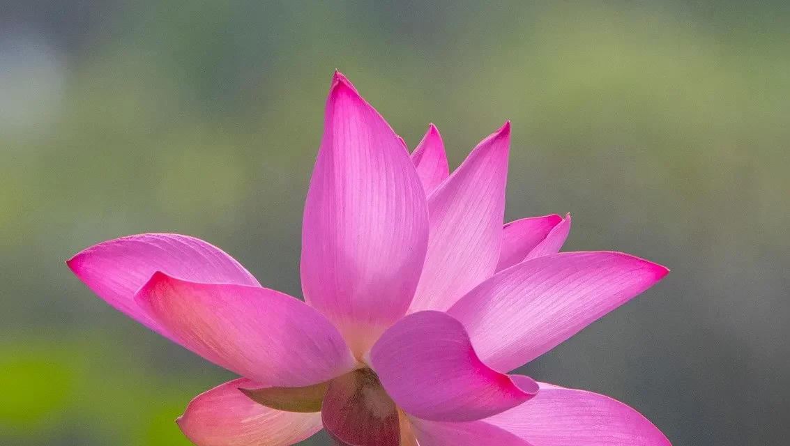 🌟 ONE WHO TRIES TO BECOME ENLIGHTENED WHILE HOLDING ONTO HIS SELF WILL FAIL | MASTER WOO MYUNG | SANTA CLARA MEDITATION