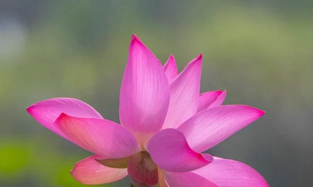 🌟 ONE WHO TRIES TO BECOME ENLIGHTENED WHILE HOLDING ONTO HIS SELF WILL FAIL | MASTER WOO MYUNG | SANTA CLARA MEDITATION