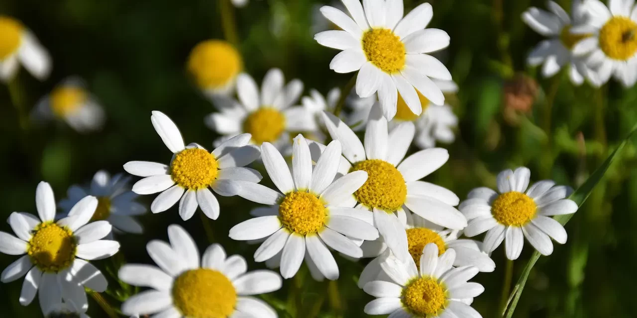 🌈 ONE SPEAKS AND ACTS ACCORDING TO WHAT HIS MIND HOLDS: From the False Mind to the True Mind | MASTER WOO MYUNG | SANTA CLARA MEDITATION