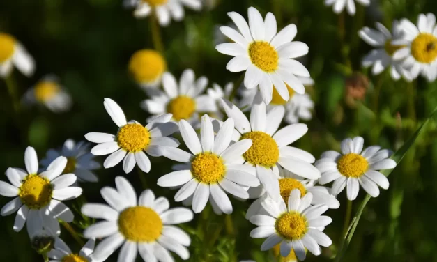 🌈 ONE SPEAKS AND ACTS ACCORDING TO WHAT HIS MIND HOLDS: From the False Mind to the True Mind | MASTER WOO MYUNG | SANTA CLARA MEDITATION