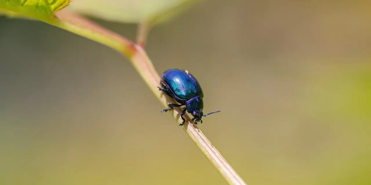 🌼 The Meaning of Samsāra: delusional attachments and maya | Master Woo Myung | Santa Clara Meditation