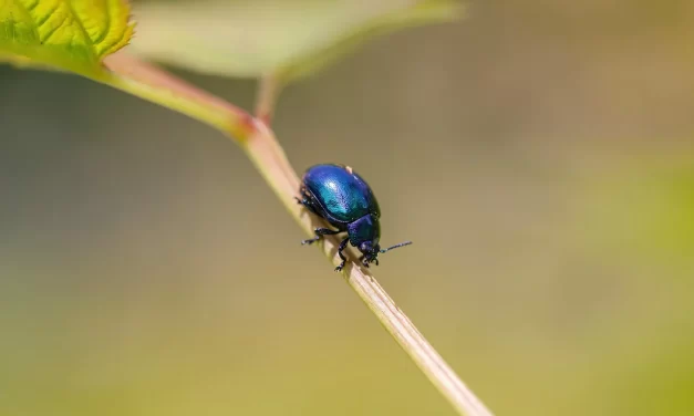 🌼 The Meaning of Samsāra: delusional attachments and maya | Master Woo Myung | Santa Clara Meditation
