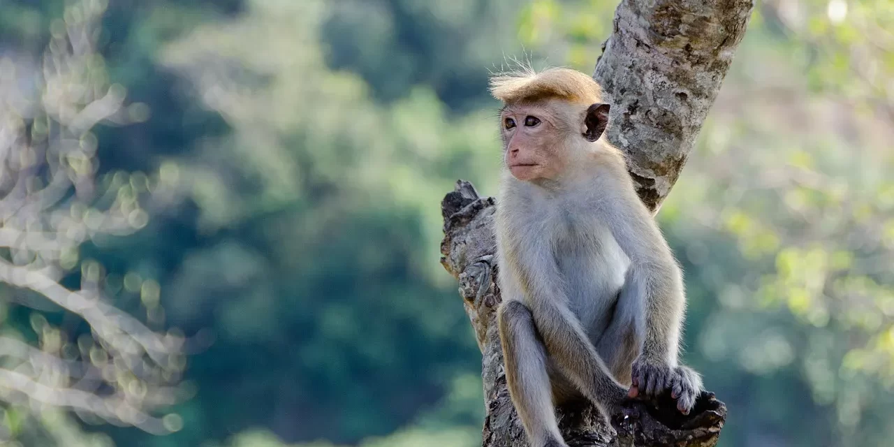 🌞 HOW TRUE IS THE THEORY THAT MAN EVOLVED FROM APES?: The original essence of something is itself | MASTER WOO MYUNG | SANTA CLARA MEDITATION