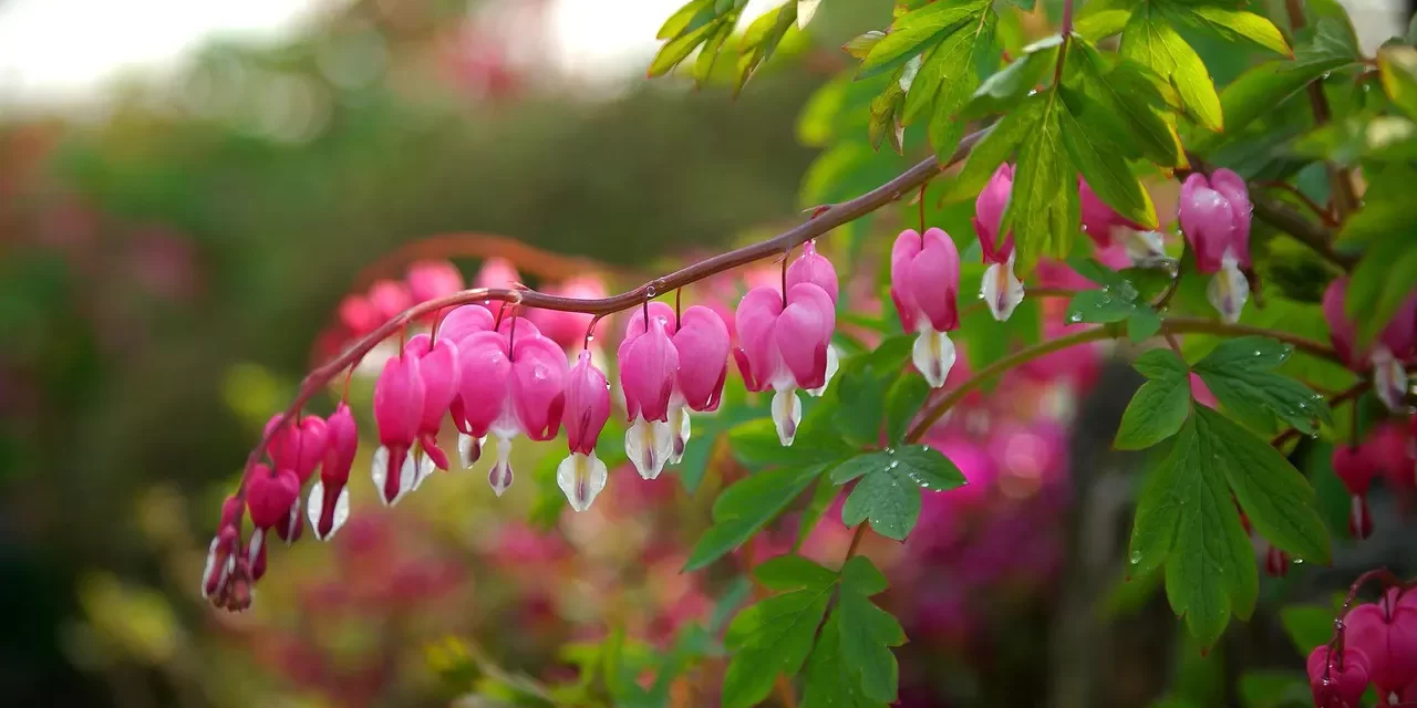 🌅 The World of the Past and the New World: rebirth into the mind of Truth | Master Woo Myung | Santa Clara Meditation