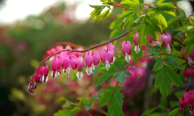 🌅 The World of the Past and the New World: rebirth into the mind of Truth | Master Woo Myung | Santa Clara Meditation