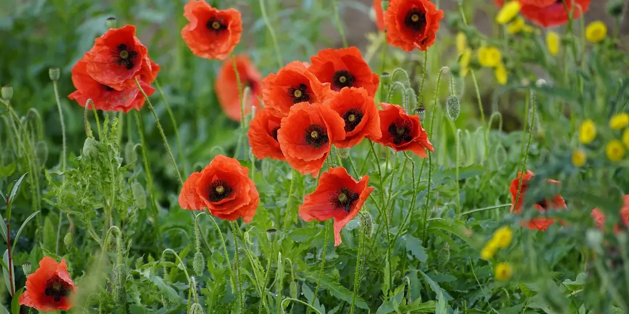 🌇 The End of Days: the true meaning of the new age and Paradise on earth | Master Woo Myung | Santa Clara Meditation