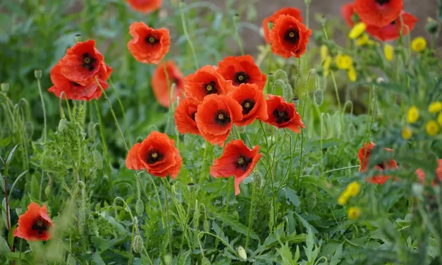 🌇 The End of Days: the true meaning of the new age and Paradise on earth | Master Woo Myung | Santa Clara Meditation