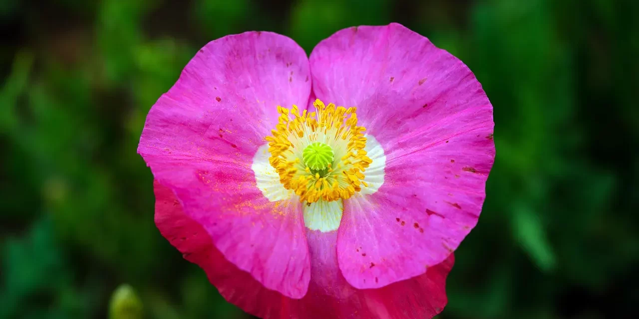 🌟 There Is No Truth Higher than Truth: Only Truth Can Grant Eternal Life in the Kingdom of Heaven | Master Woo Myung | Santa Clara Meditation