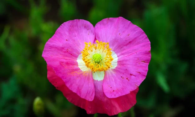 🌟 There Is No Truth Higher than Truth: Only Truth Can Grant Eternal Life in the Kingdom of Heaven | Master Woo Myung | Santa Clara Meditation