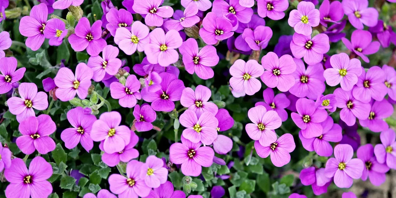 🌟 THE REASON PEOPLE HAVE CURIOSITIES, DOUBTS, SUFFERING, AND BURDENS: These questions exist because they are living in the false world | MASTER WOO MYUNG | SANTA CLARA MEDITATION