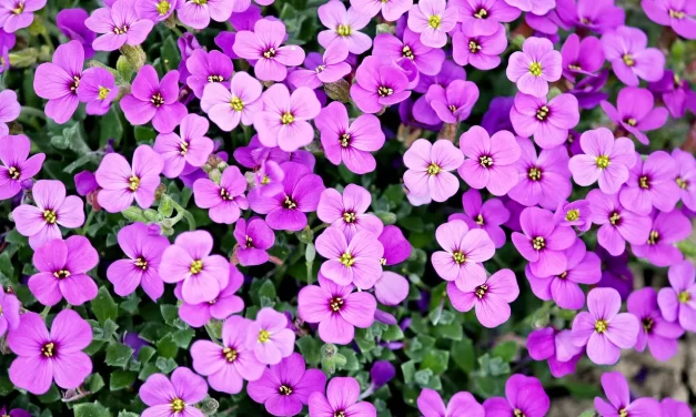 🌟 THE REASON PEOPLE HAVE CURIOSITIES, DOUBTS, SUFFERING, AND BURDENS: These questions exist because they are living in the false world | MASTER WOO MYUNG | SANTA CLARA MEDITATION