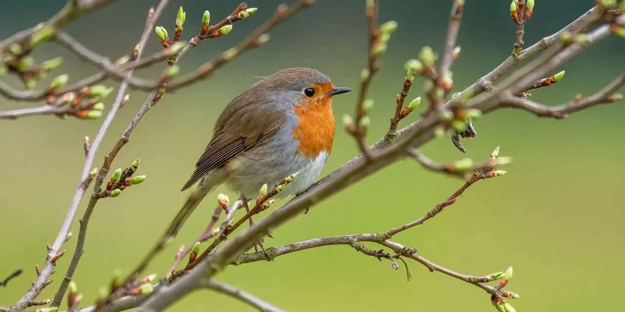 🌟 Only Truth Can Make One Become Truth: Falseness Becomes Truth Through Rebirth | Master Woo Myung | Santa Clara Meditation